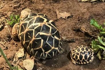Landschildkröten kaufen und verkaufen Foto: Sternschildkröten - Geochelone elegans