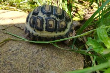 Landschildkröten kaufen und verkaufen Foto: Pantherschildkröte - Stigmochelys pardalis babcocki