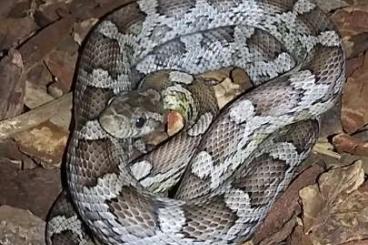 Colubrids kaufen und verkaufen Photo: Kornnatter Jungtiere (Pantherophis guttatus)