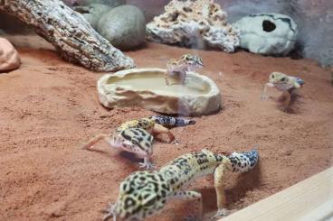 Geckos kaufen und verkaufen Foto: 4 Leopardgeckos inklusive Terrarium