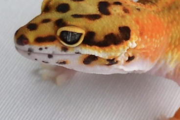 Geckos kaufen und verkaufen Photo: Männlicher Leopardgecko in Green Tangerine (Emerald) abzugeben. 