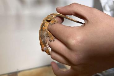 Geckos kaufen und verkaufen Foto: Deutsche Nachzuchten Neukaledonischer Kronengecko 