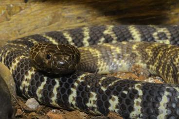 Venomous snakes kaufen und verkaufen Photo: Naja nigricincta nigricincta 