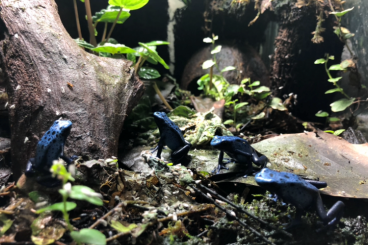 Poison dart frogs kaufen und verkaufen Photo: Aus meiner Hobby Zucht biete ich folgende Frösche an: