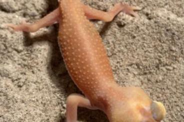 Geckos kaufen und verkaufen Photo: Nephrurus levis pilbarensis Geckos kaufen und verkaufen Photo: Nephrurus levis pilbarensis