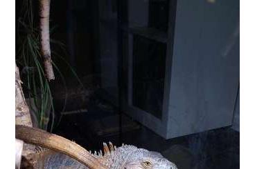 Lizards kaufen und verkaufen Photo: Iguana Iguana - Leguan zu verkaufen Lizards kaufen und verkaufen Photo: Iguana Iguana - Leguan zu verkaufen