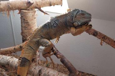 Lizards kaufen und verkaufen Photo: Iguana Iguana - Leguan zu verkaufen Lizards kaufen und verkaufen Photo: Iguana Iguana - Leguan zu verkaufen