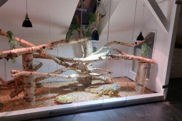 Echsen kaufen und verkaufen Foto: 2 Iguana Iguana, grüner und oranger Laguan Echsen kaufen und verkaufen Foto: 2 Iguana Iguana, grüner und oranger Laguan