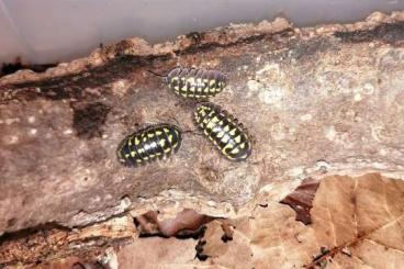 Krebstiere terrestrisch  kaufen und verkaufen Foto: Assel Nachzuchten (Porcellio, Armadillidium usw..) 