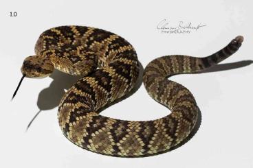 Giftschlangen kaufen und verkaufen Foto: Crotalus molossus molossus (Schwarzschwanz Klapperschlange)