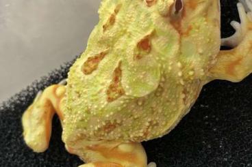 Frösche kaufen und verkaufen Foto: Pacman frog Ceratophrys Cranwelli Schmuckhornfrosch Frösche kaufen und verkaufen Foto: Pacman frog Ceratophrys Cranwelli Schmuckhornfrosch