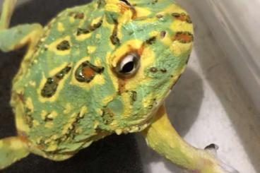 frogs kaufen und verkaufen Photo: Ceratophrys Cranwelli Pacman Frog Frosch Schmuckhornfrosch frogs kaufen und verkaufen Photo: Ceratophrys Cranwelli Pacman Frog Frosch Schmuckhornfrosch