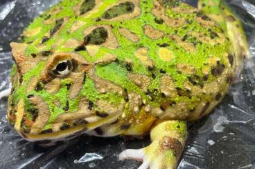 frogs kaufen und verkaufen Photo: Schmuckhornfrosch Premium Pacman Frogs Ceratophrys Cranwelli Cornuta frogs kaufen und verkaufen Photo: Schmuckhornfrosch Premium Pacman Frogs Ceratophrys Cranwelli Cornuta