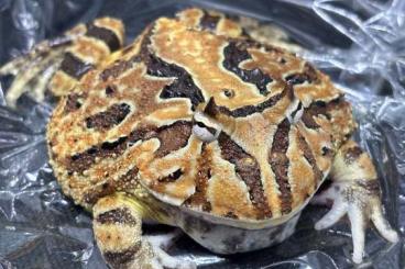 frogs kaufen und verkaufen Photo: Schmuckhornfrosch Premium Pacman Frogs Ceratophrys Cranwelli Cornuta frogs kaufen und verkaufen Photo: Schmuckhornfrosch Premium Pacman Frogs Ceratophrys Cranwelli Cornuta