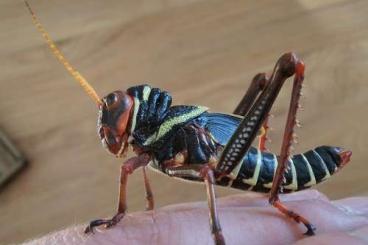 Insekten kaufen und verkaufen Foto: Tropic Orthoptera grasshopers /Heuschreckecken: