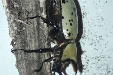 Insects kaufen und verkaufen Photo: Dynastes tytius käfer verkauf