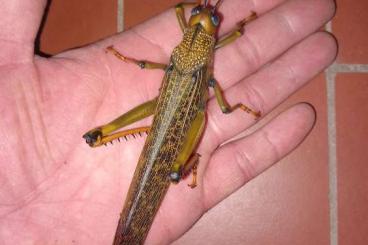 Insects kaufen und verkaufen Photo: Tropical Grasshopers, crickets