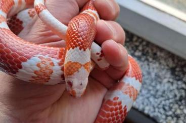 Colubrids kaufen und verkaufen Photo: 1.0 Lampropeltis hondurensis albino