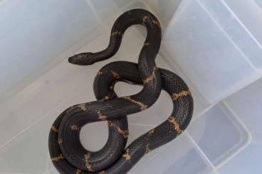 Colubrids kaufen und verkaufen Photo: Amurnatter 0.1 adult 6 Jahre alt Colubrids kaufen und verkaufen Photo: Amurnatter 0.1 adult 6 Jahre alt