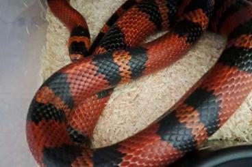 Nattern ungiftige kaufen und verkaufen Foto: Tangerine Lampropeltis hondurensis Nattern ungiftige kaufen und verkaufen Foto: Tangerine Lampropeltis hondurensis