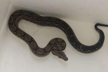 Boas kaufen und verkaufen Photo: 1.1 boa constrictor Imperator Poss het leopard 