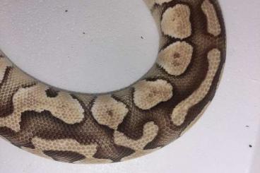 Königspythons kaufen und verkaufen Foto: 1.0 lesser pastel het clown 