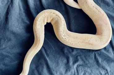 Schlangen kaufen und verkaufen Foto: 2x Königspython, python regius