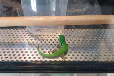 Geckos kaufen und verkaufen Foto: Phelsuma nigristriata 0.0.1