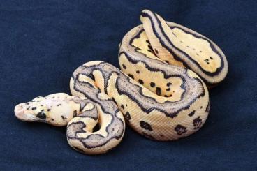 Schlangen kaufen und verkaufen Foto: Python regius – Clown Combos and more CB´23