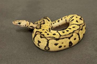 Snakes kaufen und verkaufen Photo: Python regius – RTB Adults