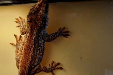 Geckos kaufen und verkaufen Foto: 1,0 Höckerkopfgecko abzugeben