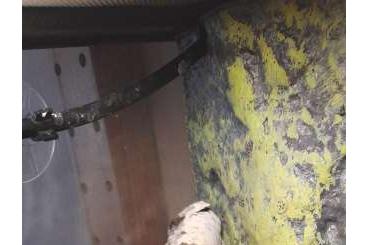 Geckos kaufen und verkaufen Photo: Kronengecko abzugeben, Geschlecht unbestimmt