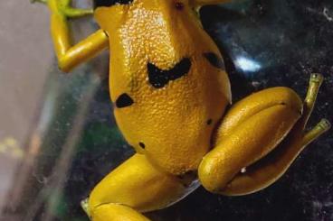 Poison dart frogs kaufen und verkaufen Photo: Dendrobates leucomelas bolivar fein gepunktet bis gold