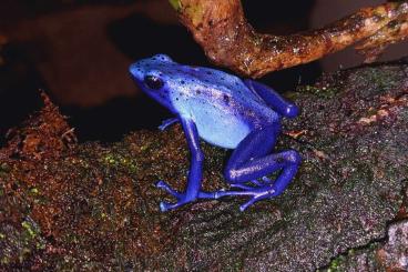 Poison dart frogs kaufen und verkaufen Photo: Dendrobates tinctorius azureus