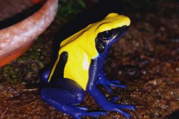 Poison dart frogs kaufen und verkaufen Photo: Dendrobaten und Phyllobaten für die Terraristika Hamm