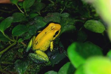 Poison dart frogs kaufen und verkaufen Photo: Phyllobates bicolor, smaragdgrüne Variante
