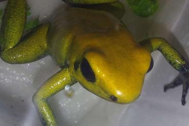 Pfeilgiftfrösche kaufen und verkaufen Foto: Phyllobates bicolor, smaragdgrüne Variante Pfeilgiftfrösche kaufen und verkaufen Foto: Phyllobates bicolor, smaragdgrüne Variante