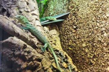 Monitor lizards kaufen und verkaufen Photo: Gebe ab 0.0.2 varanus prasinus 02/25 Monitor lizards kaufen und verkaufen Photo: Gebe ab 0.0.2 varanus prasinus 02/25