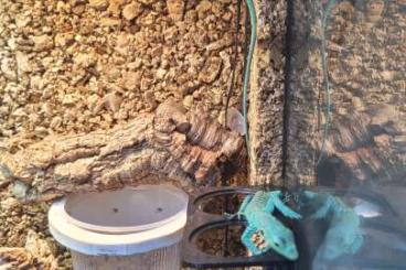 Warane kaufen und verkaufen Photo: Gebe 0.0.3 varanus prasinus von 06/25 ab. Warane kaufen und verkaufen Photo: Gebe 0.0.3 varanus prasinus von 06/25 ab.