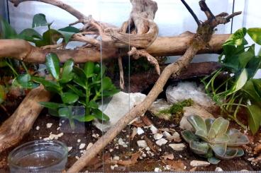 Vogelspinnen kaufen und verkaufen Foto: Vogelspinnen mit und ohne Terrarium 