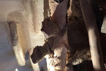 Bearded dragons kaufen und verkaufen Photo: 2 männliche bartagamen zu verkaufen Bearded dragons kaufen und verkaufen Photo: 2 männliche bartagamen zu verkaufen