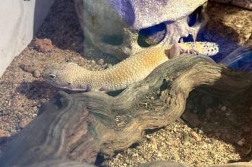 Geckos kaufen und verkaufen Photo: leopardgeckos weibchen & männchen Geckos kaufen und verkaufen Photo: leopardgeckos weibchen & männchen