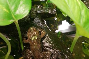 frogs kaufen und verkaufen Photo: Chinesische Rotbauchunke Albion Nachkommen