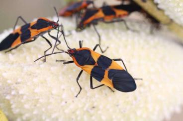 Insekten kaufen und verkaufen Foto: Milchkrautwanzen (Oncopeltus (Erythrischius) fasciatus)