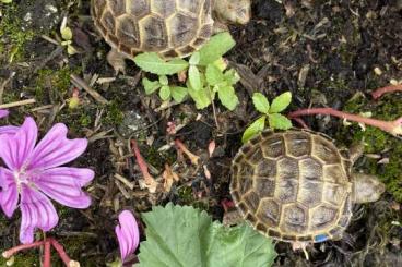 Tortoises kaufen und verkaufen Photo: Nachzuchten Testudo Horsfieldii / Steppenschildkröte Tortoises kaufen und verkaufen Photo: Nachzuchten Testudo Horsfieldii / Steppenschildkröte