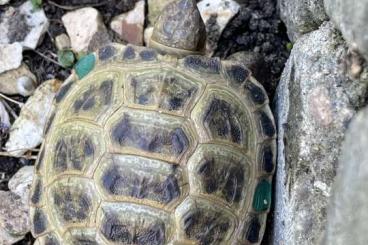 Tortoises kaufen und verkaufen Photo: Testudo Horsfieldii/ Steppenschildkröten Nachzuchten 2022