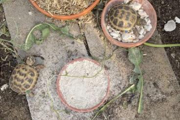 Landschildkröten kaufen und verkaufen Foto: Nachzuchten Testudo Horsfieldii / Steppenschildkröte 2023