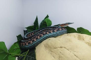 Nattern ungiftige kaufen und verkaufen Foto: Thamnophis sirtalis infernalis / Strumpfbandnatter Nattern ungiftige kaufen und verkaufen Foto: Thamnophis sirtalis infernalis / Strumpfbandnatter