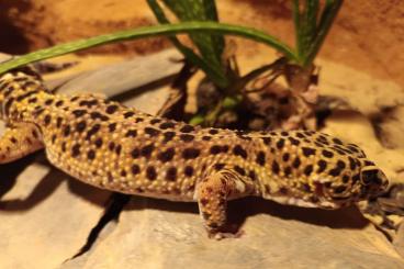 Geckos kaufen und verkaufen Photo: 1,1 Leopardgeckos in gute Hände abzugeben