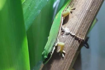 Geckos kaufen und verkaufen Foto: Phelsuma Nigristriata 2.0 abzugeben 